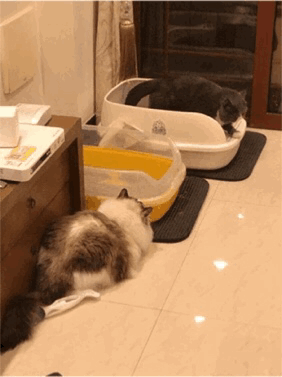 猫咪不喜欢用猫砂盆了,应该怎么办?