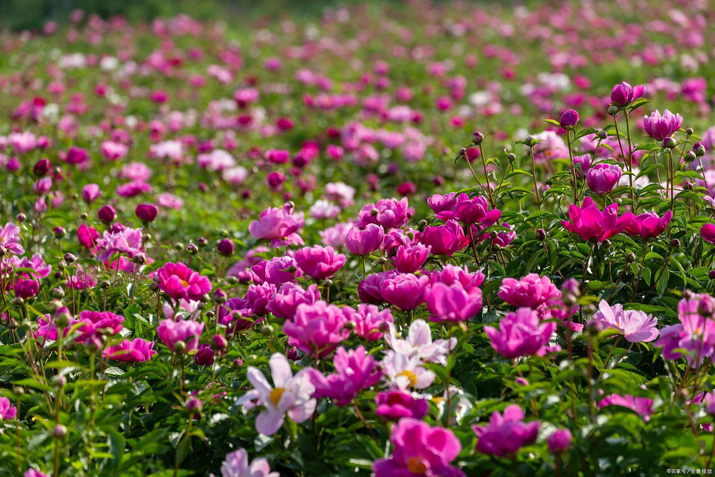 亳州鲜白芍在哪交易