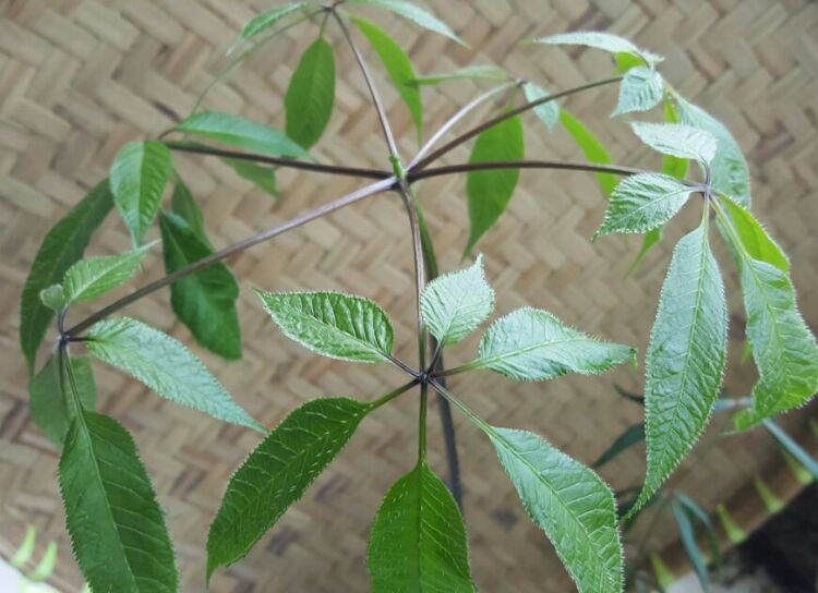 对东北人参来说,似乎参叶达5个轮生复叶后,就很难得了,之后就多用"品"