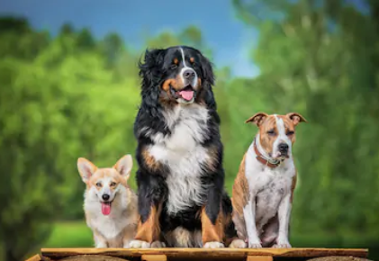 狗使用肢体语言作为主要的交流方式