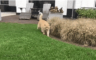 嗨喽,大家好,我是小编小鹿角,为大家搜罗可爱的动物,更新萌宠资讯