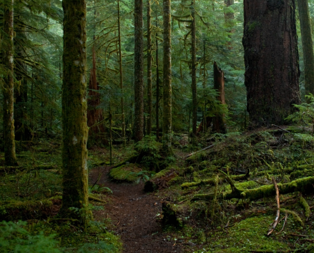 美图:一组原始森林原生态图片分享