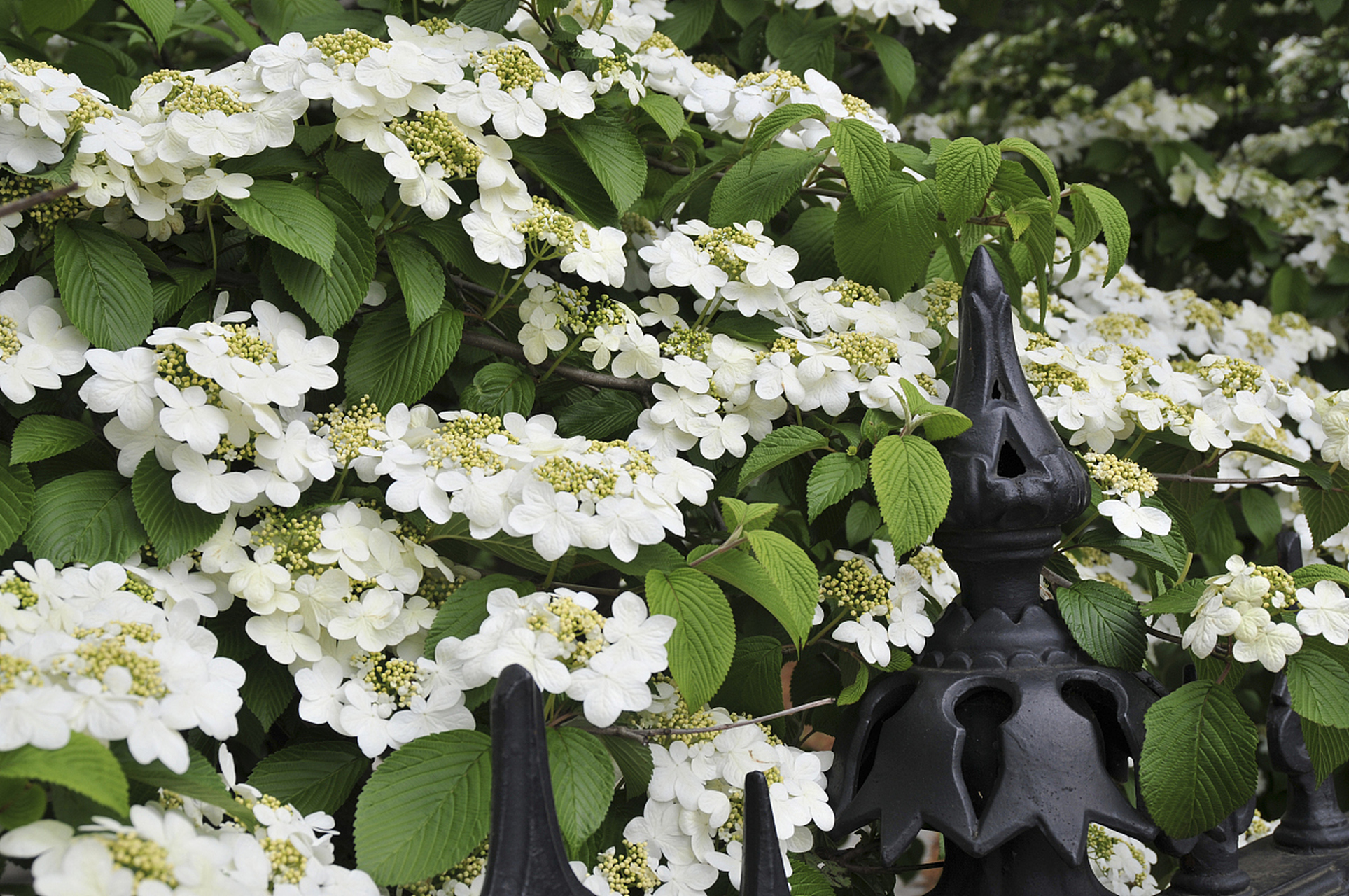 重瓣丹麦风铃花因其独特花朵和优雅姿态受到喜爱,但养殖困难.