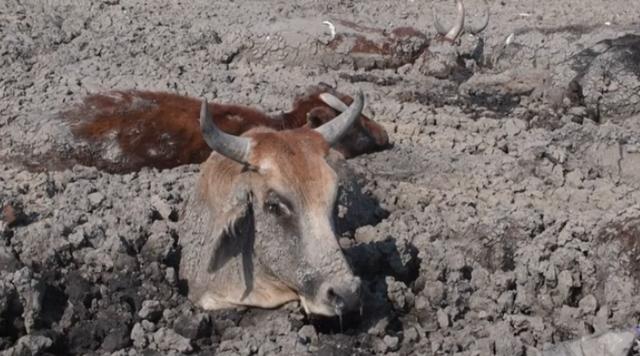 博茨瓦纳遇旱灾 湖水干涸 大量动物缺水而死
