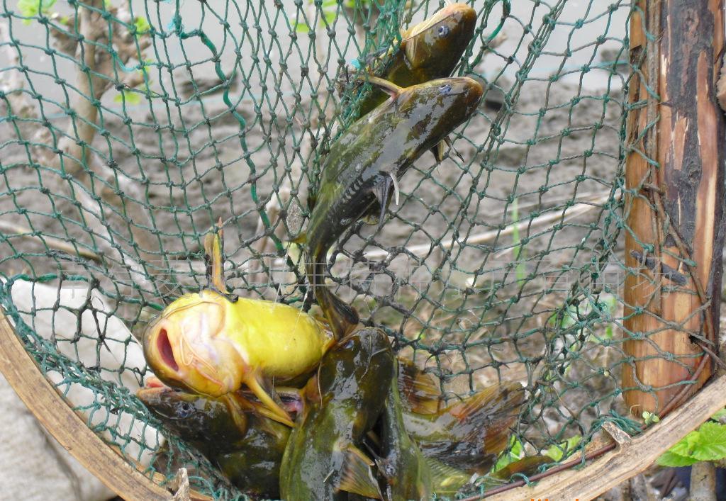 养殖黄颡鱼出血性水肿病的防治