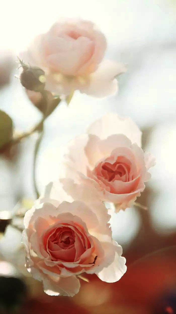 诉说心情的短语句子,唯美有深意,值得收藏