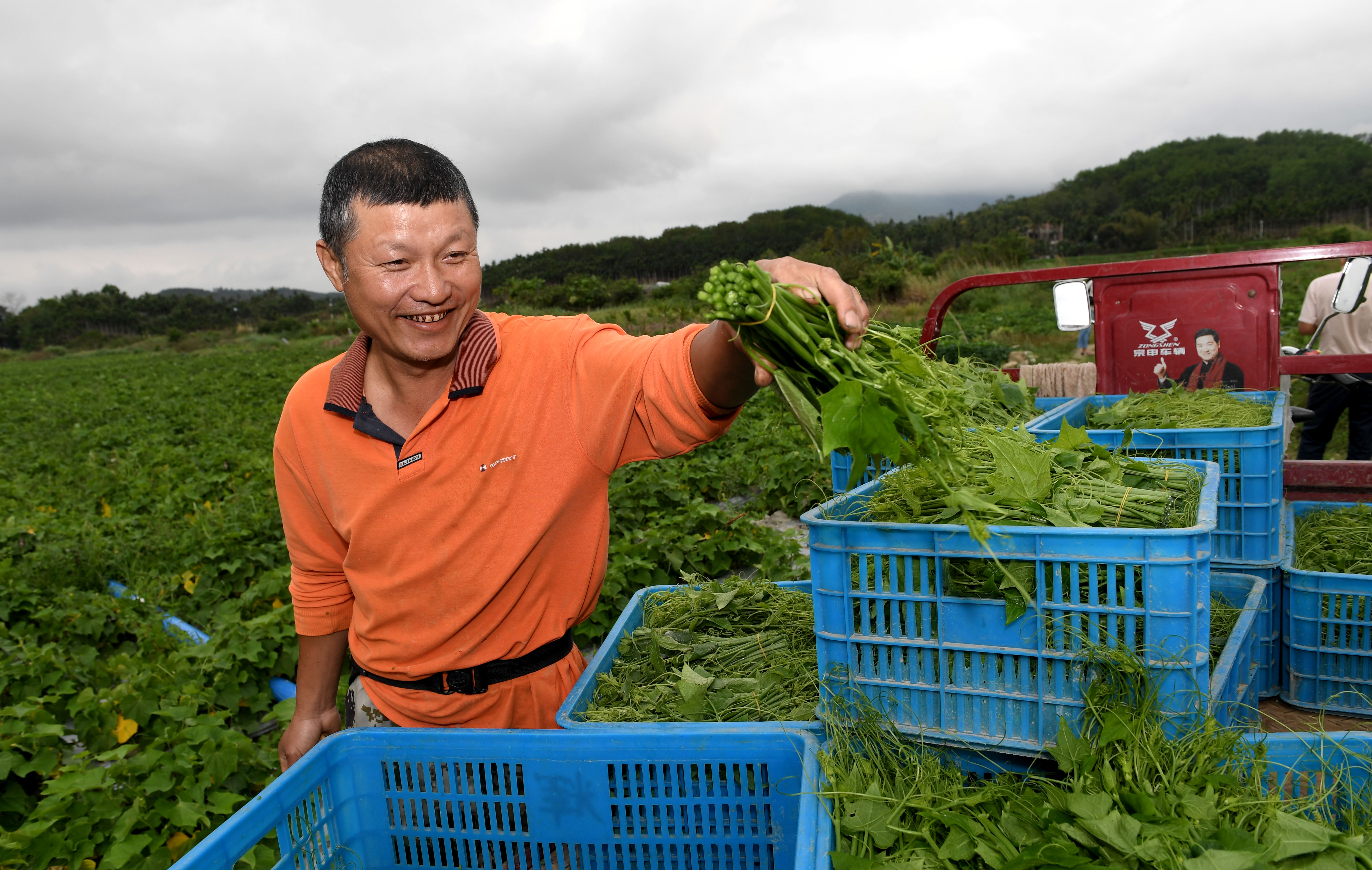 五指山:龙须菜助农脱贫致富(4)