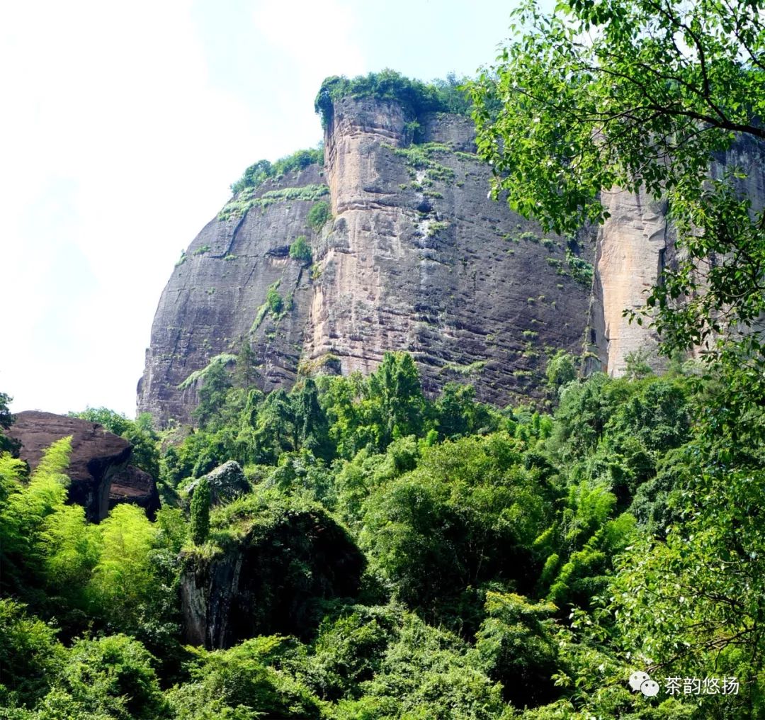 竹窠赵氏:武夷岩茶顶级山场守望者