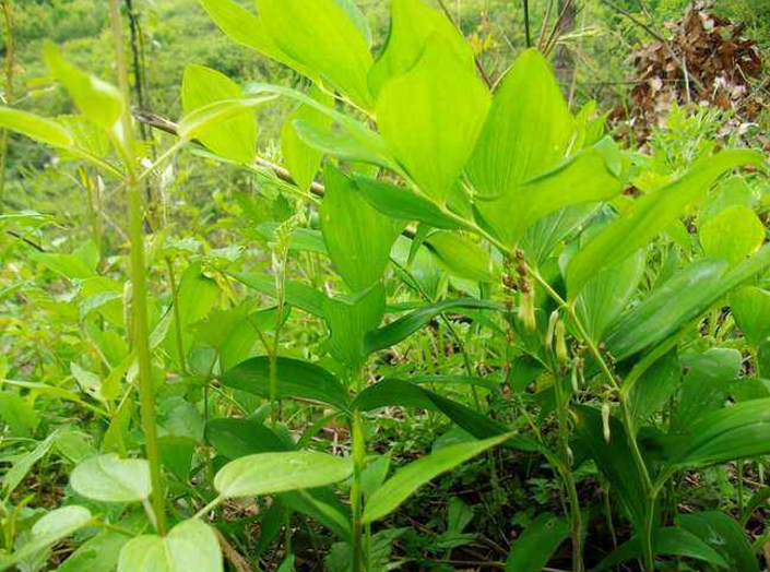 黄精- 优质问答专区