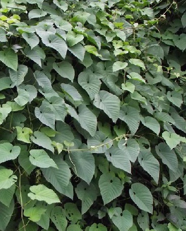 毛叶白粉藤根你真的了解吗?毛叶白粉藤根知识科普