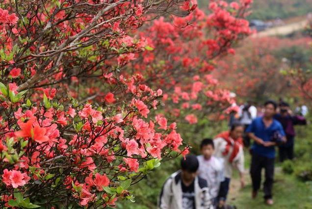 广西融水:元宝山上映山红