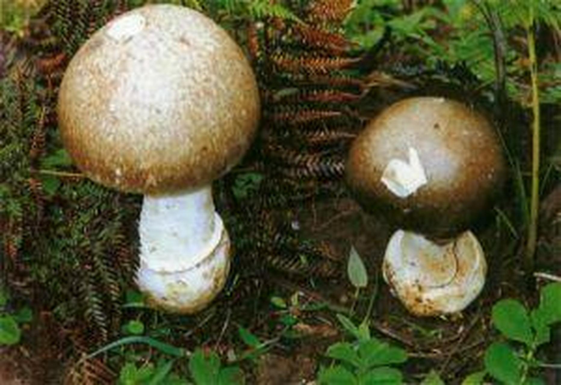 科普知识竞赛#【科普小知识】隐花青鹅膏菌:形态特征:子实体较大.