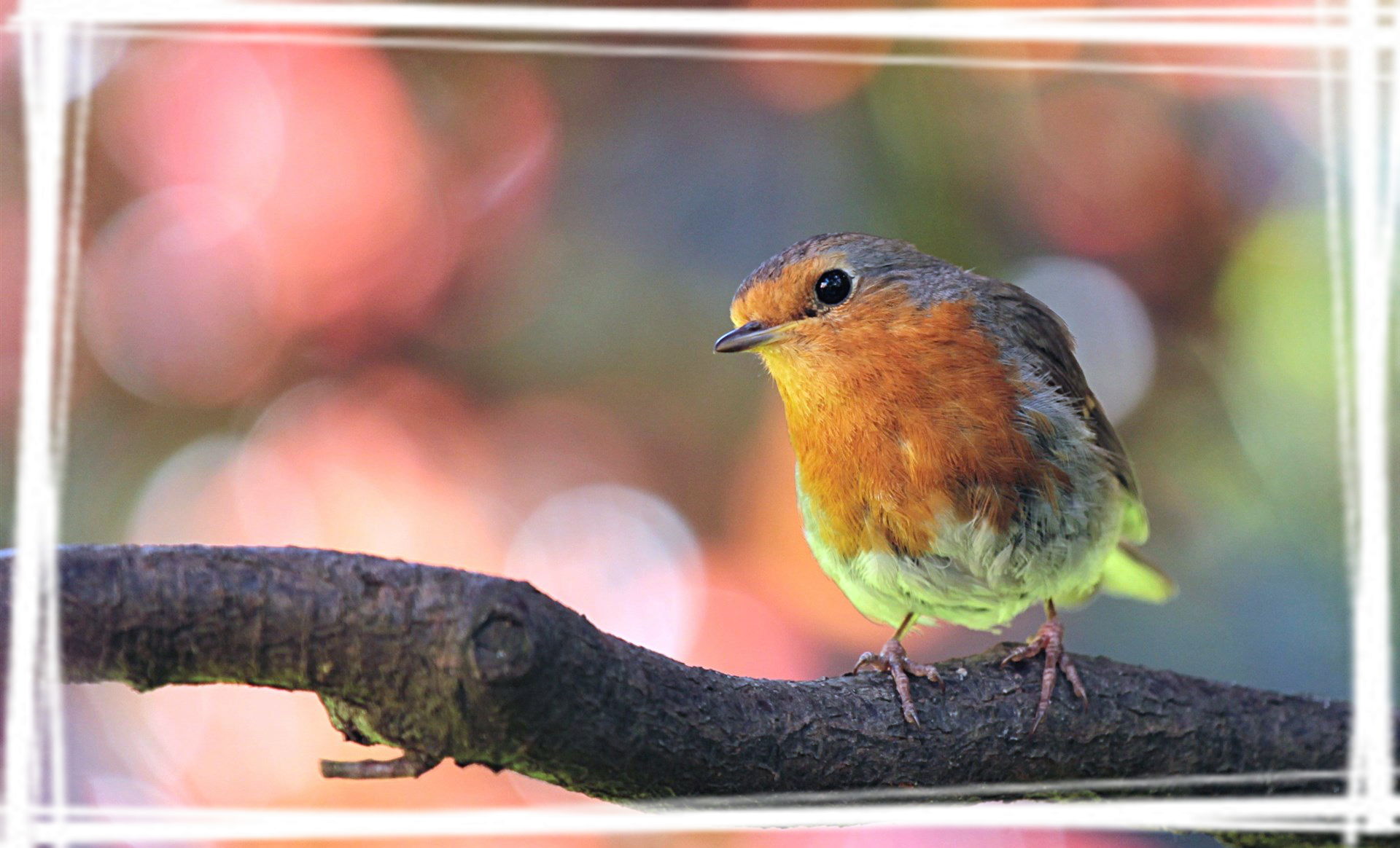 可爱知更鸟电脑壁纸图片安利