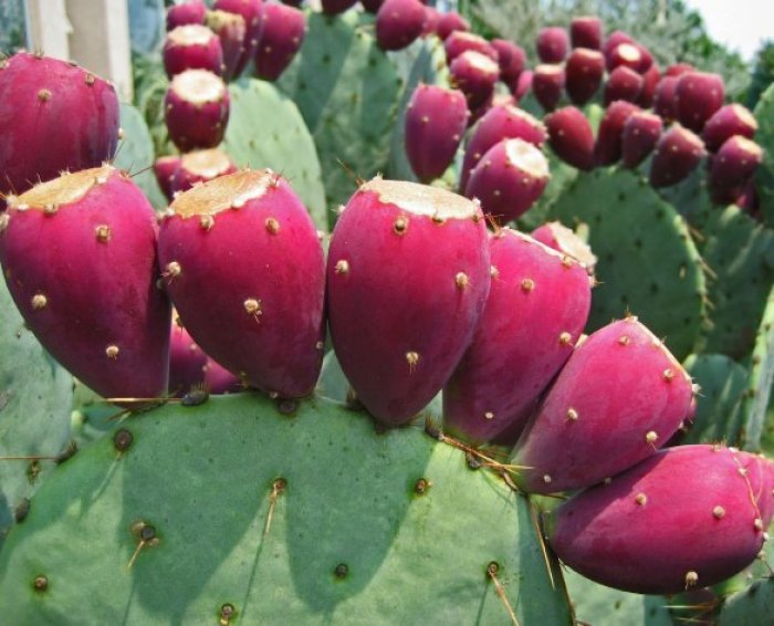 種植仙人掌,不僅開花果子還能吃,果實美味堪比水果