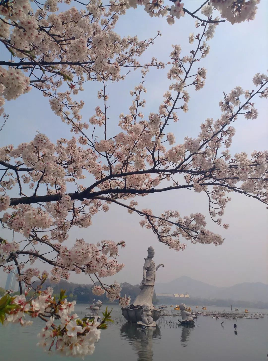 玄武湖百花闹春游园会第二个赏花季——南京"樱花季"开启!