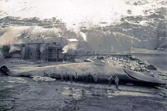 致敬,战斗在护鲸前线的海洋守护者协会