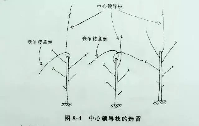 三年梨树修剪技术图解图片