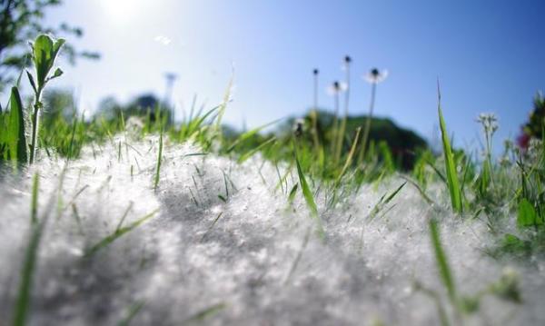 柳絮杨絮又开始漫天飞了,过敏性鼻炎高发,鼻子奇痒难耐!