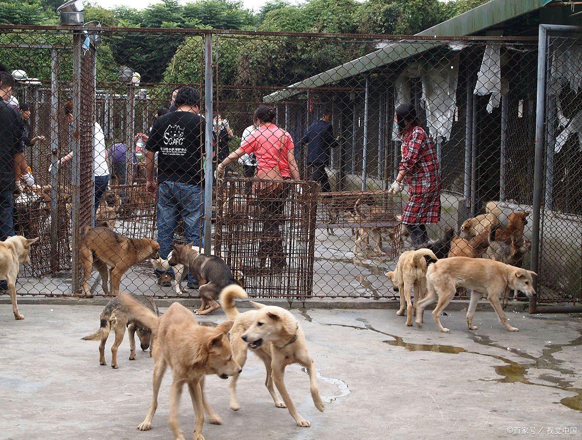 如何挑选土狗做猎犬图图片