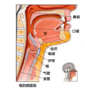 喉咙和气管的位置图片图片