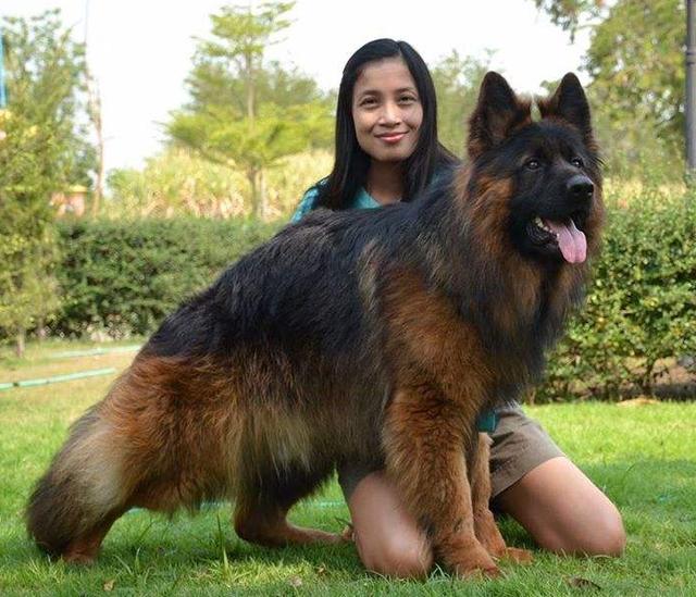 都说德牧是万能犬种,为啥很少人养呢?因为一般人真养不了!