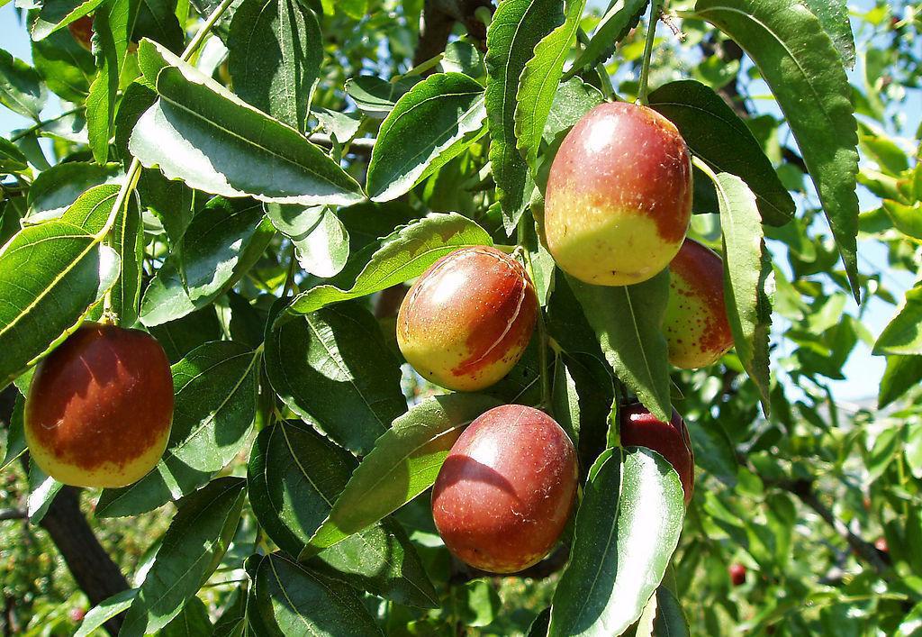 带着秋天味道的这些水果,有一种不敢敞开了吃