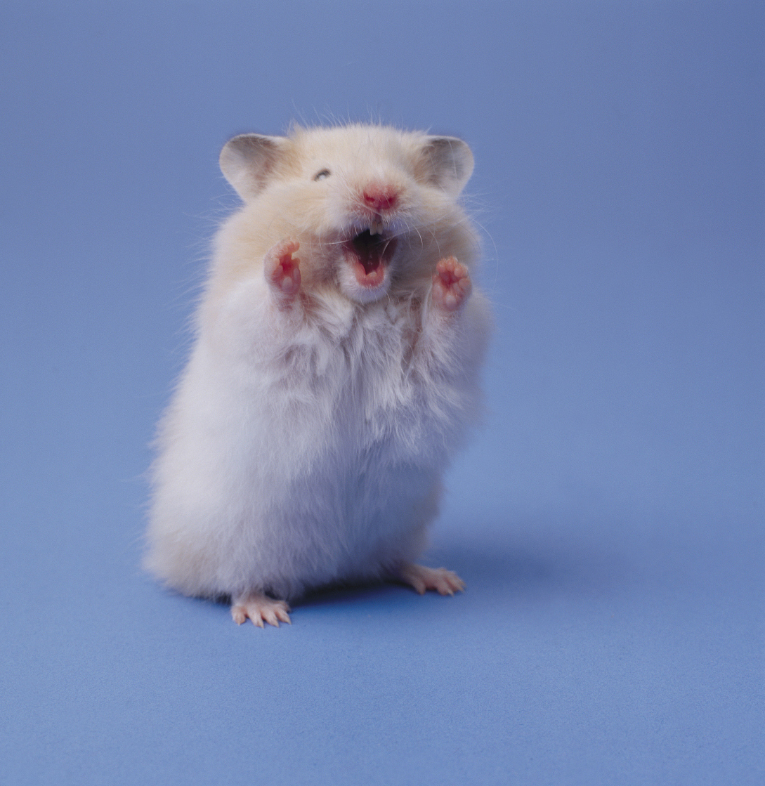 仓鼠有多可爱?萌化人不罢休的那种,据说女大学生和仓鼠更配