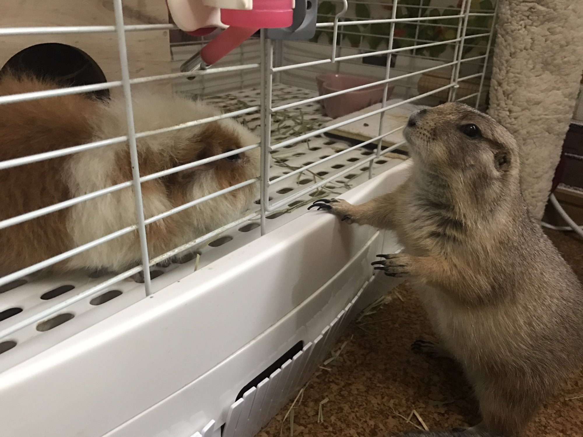 土拨鼠到新家发现有4只猫,彻底收起了暴脾气,温顺乖巧好软萌