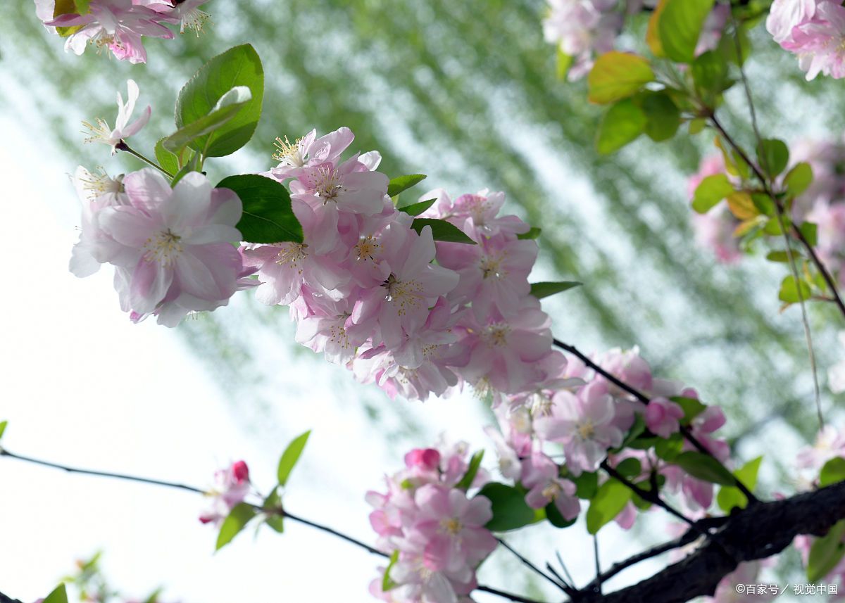 果园变花园,山西新绛有一片锦绣海棠