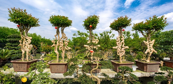 紫薇怎样做盆景