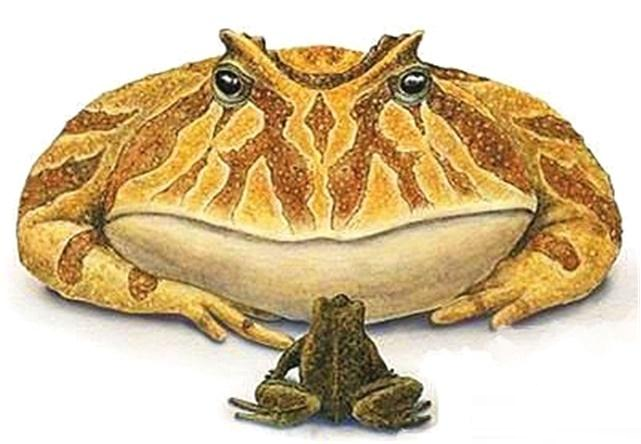 有牙齿咬合力超过狼的魔鬼蛙能猎杀恐龙吗?