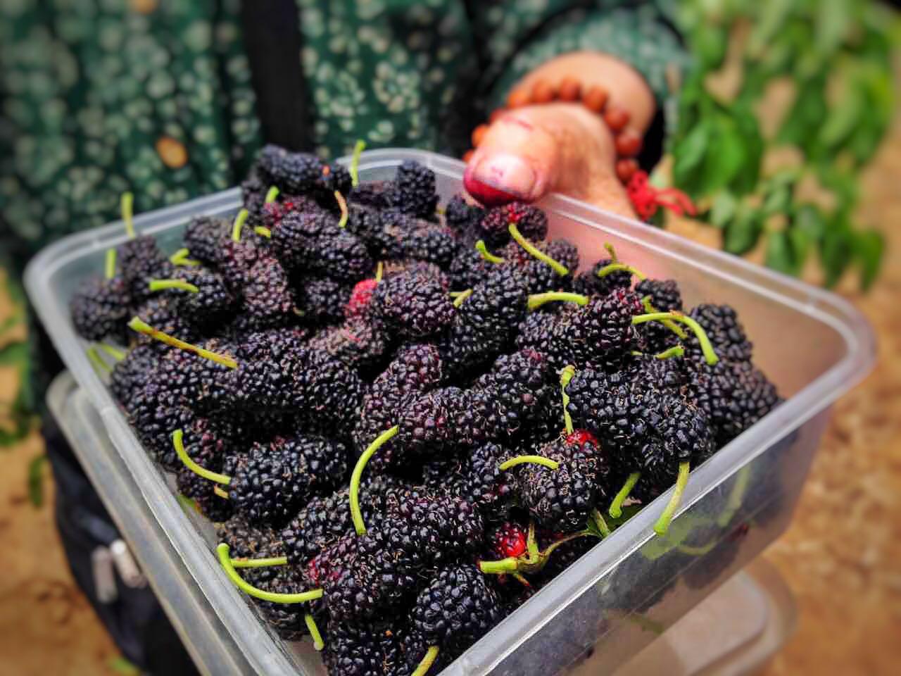 长白头发别着急去染,常吃一点它,补肾养发,白发悄悄变黑发