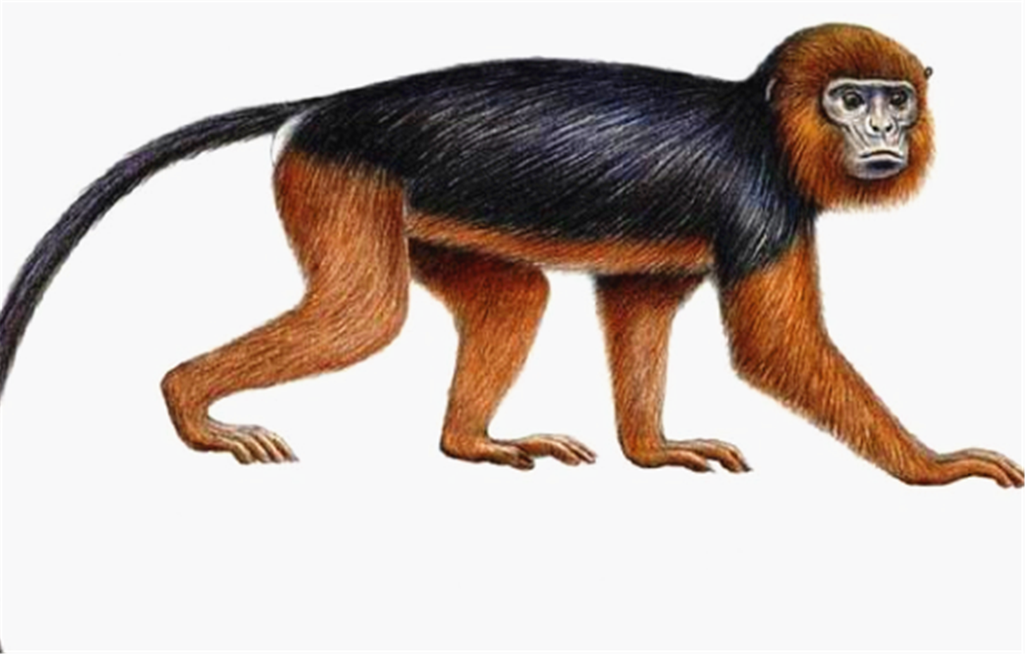 沃尔德伦红疣猴,原产地位西非地区,最早于1933年发现