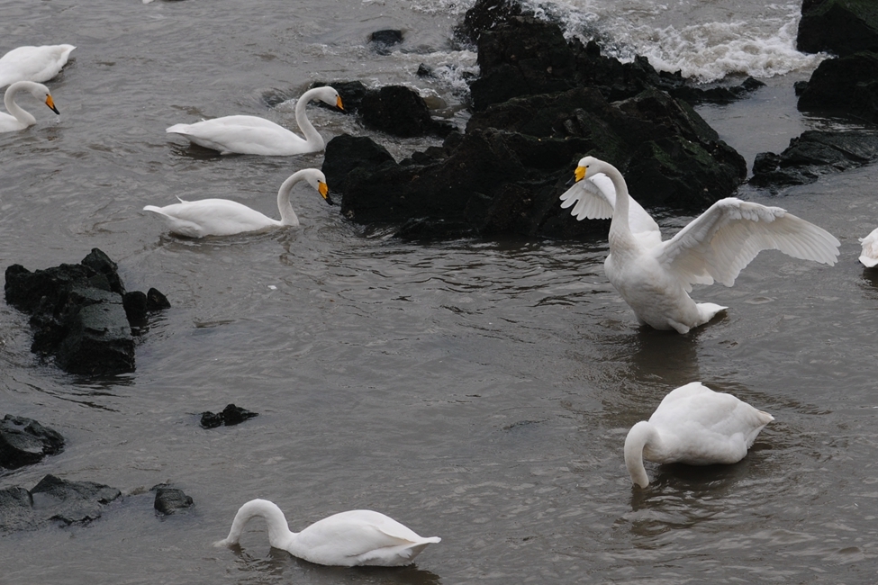 生态纪实:天鹅的过冬栖息地