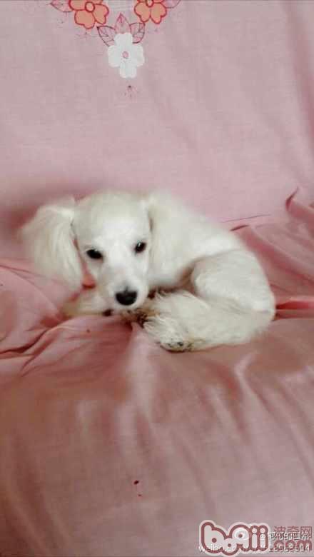 原来可爱的比熊犬剪成贵宾装也很合适的嘛,来看看是什么样子的吧