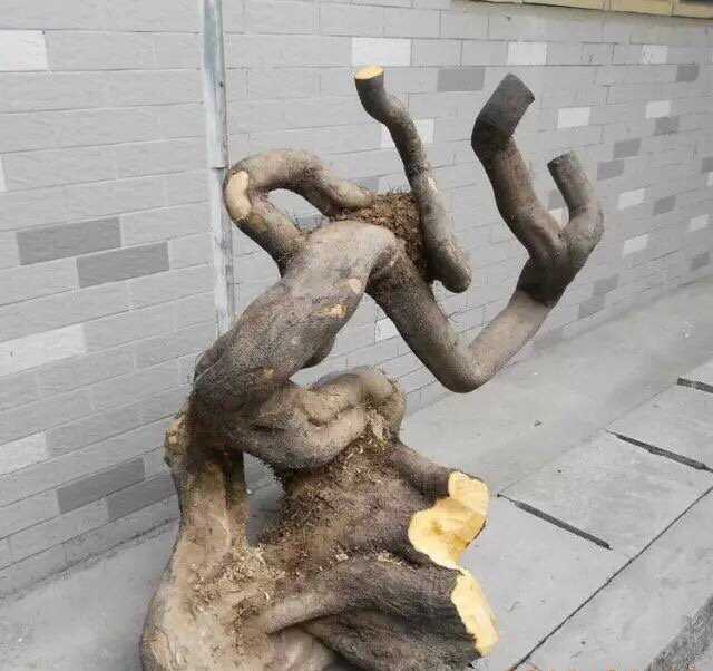 湘西黄泽发老师金弹子倒栽,抽枝很旺已经存活.