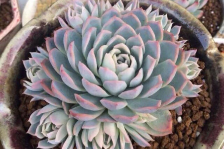 紫罗兰女王多肉怎么养才会更好看