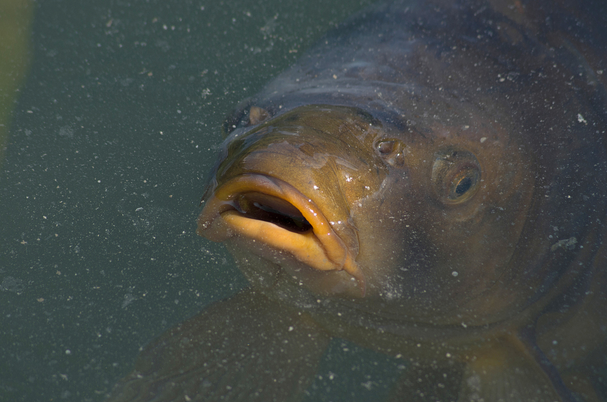 生存环境对其寿命产生影响,在干旱期,它们的栖息地会干涸,鱼群中的大
