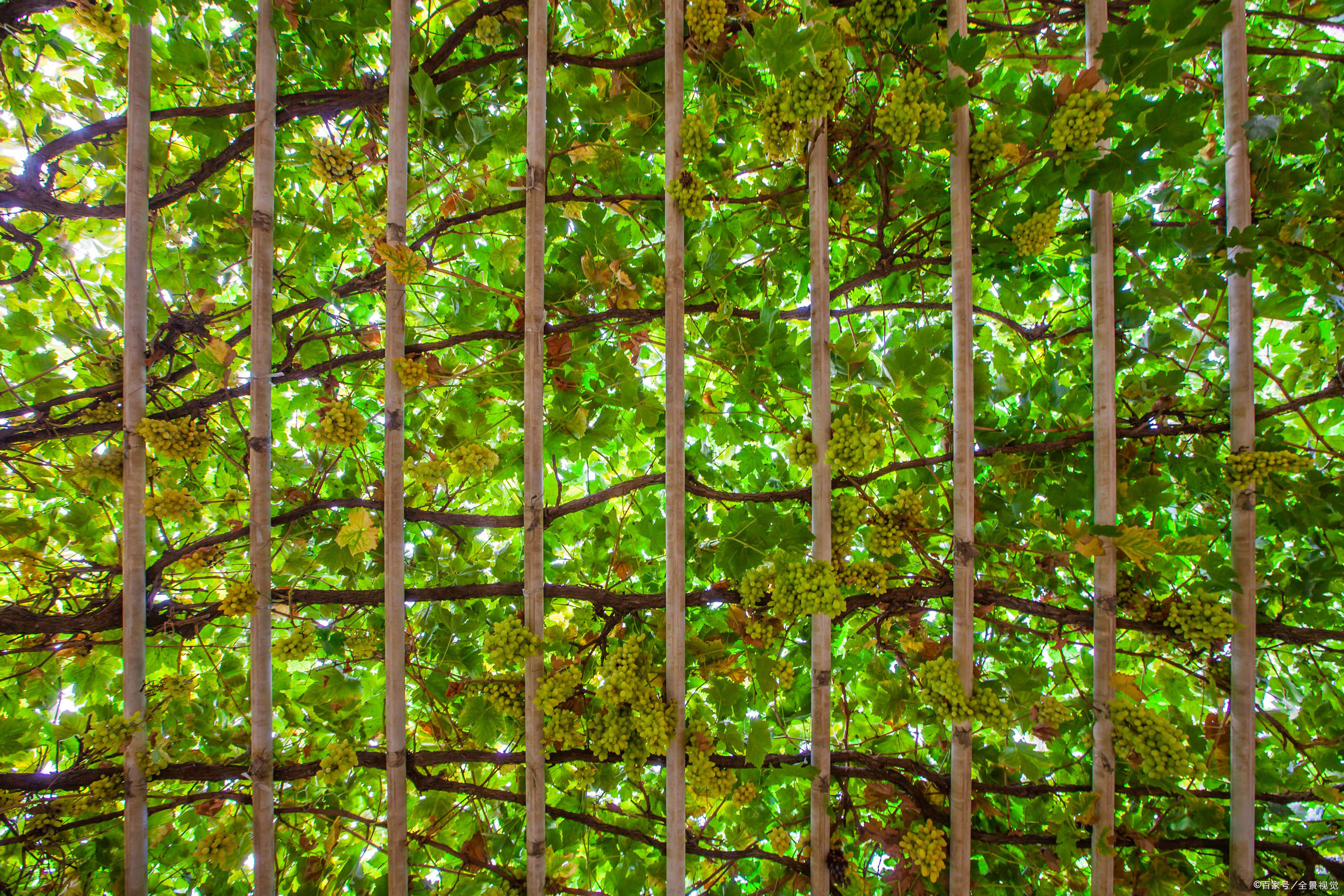 葡萄架 - 热门商品专区