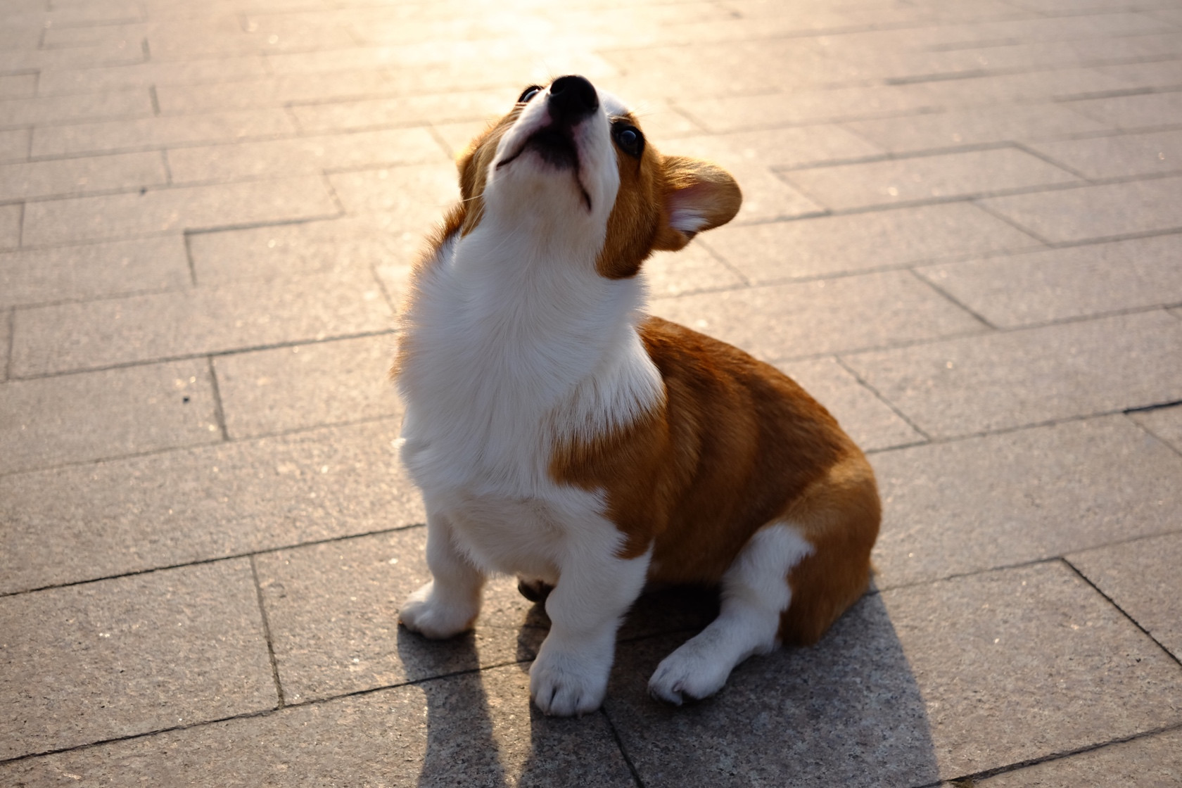 柯基狗狗希望你去了幸福的地方不再为人类的贪婪人性买账