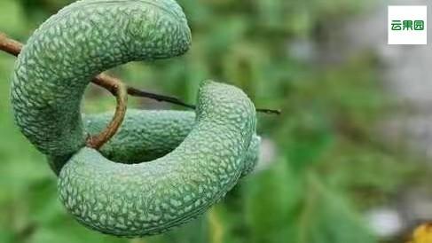 猫屎瓜是一种什么样的瓜?能吃吗?