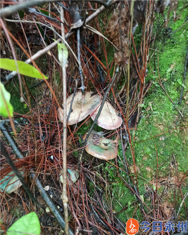 清明踏青,请勿采摘食用不明野生蘑菇!