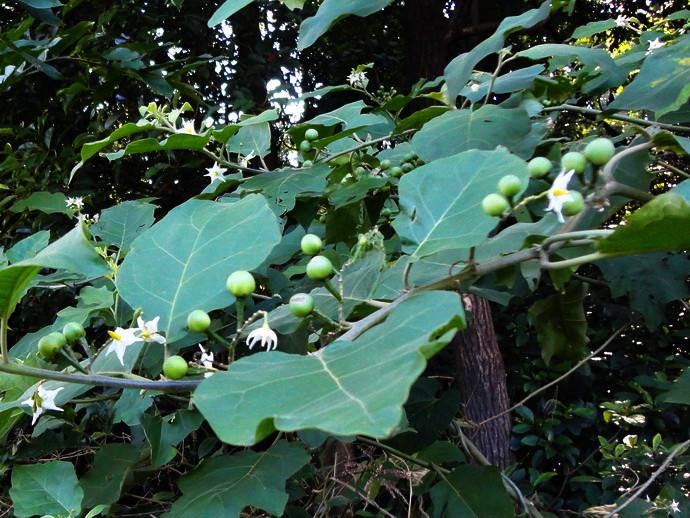 农村这种野草,果实如番茄,儿时只知当它玩具,如今才知价值珍贵