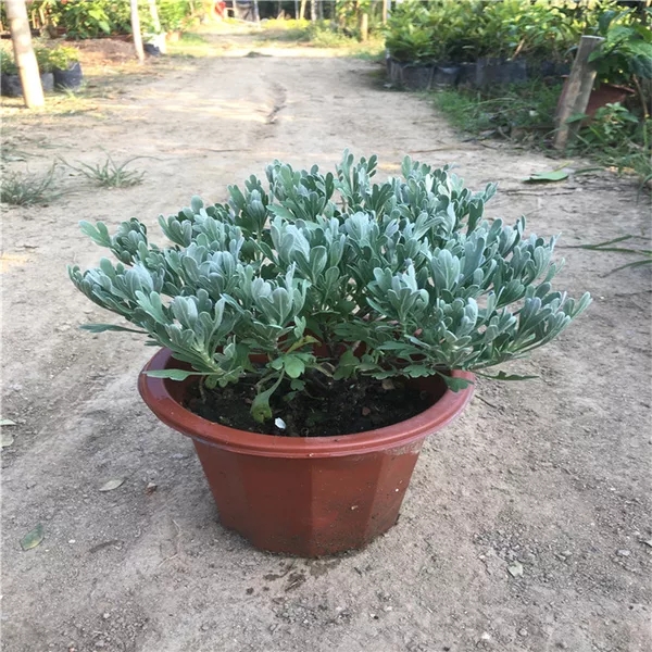 可以把白艾草苗摘下来和糯米做成艾草粑粑,有艾草的清香和微苦的味道