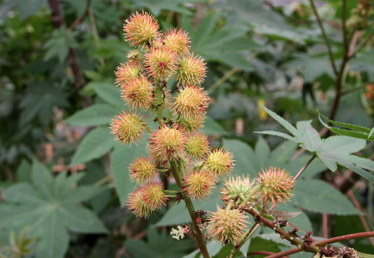 蓖麻:最早产于埃及,中国从印度引进,主要用做榨油