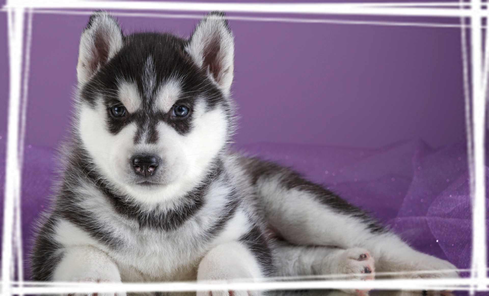 活泼萌宠哈士奇狗狗桌面壁纸