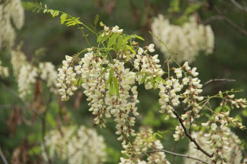 这些能吃的花,吃过第一种的就很少,第四种外地人怕吃
