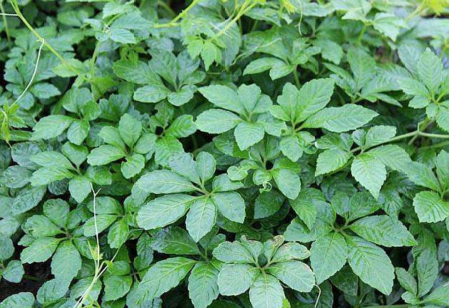 七叶绞股蓝不仅仅可以降血压,对血脂,血糖都有很好的调节效果,同时对