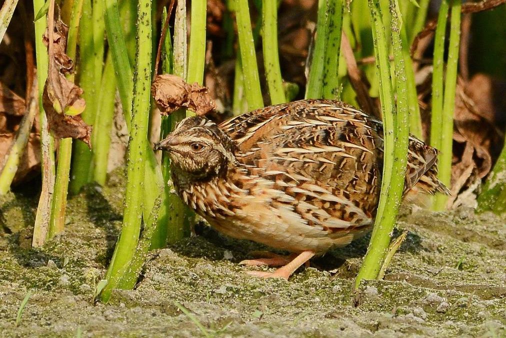 农村这几种野生飞禽,曾经是上好野味,如今被吃成保护动物不能捉