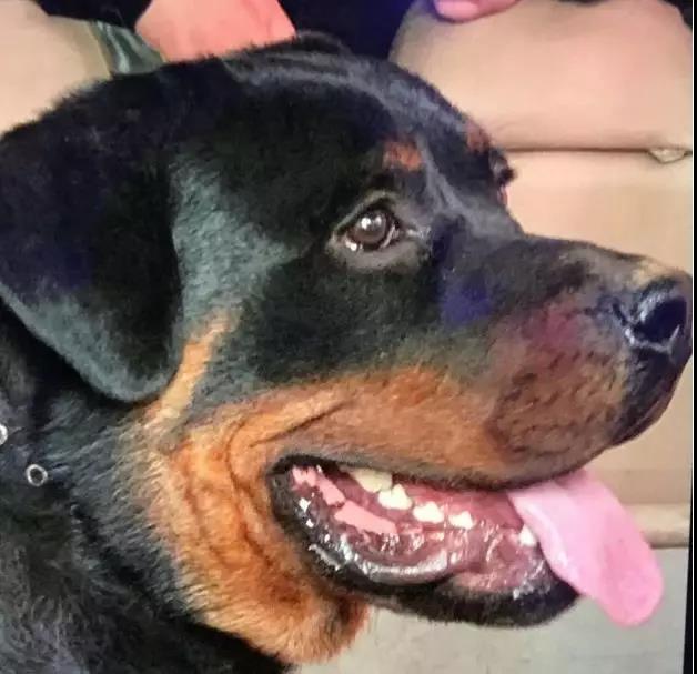 心痛!湖北不满1岁孩子被犬咬的脸部血肉模糊,犬患何时能了?